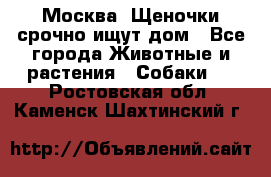 Москва! Щеночки срочно ищут дом - Все города Животные и растения » Собаки   . Ростовская обл.,Каменск-Шахтинский г.